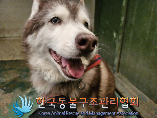 한국동물구조관리협회_441559202401283